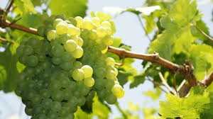 Featured Image 15389