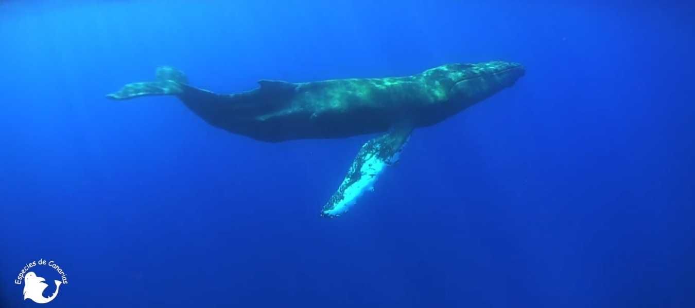 Featured Image 16293