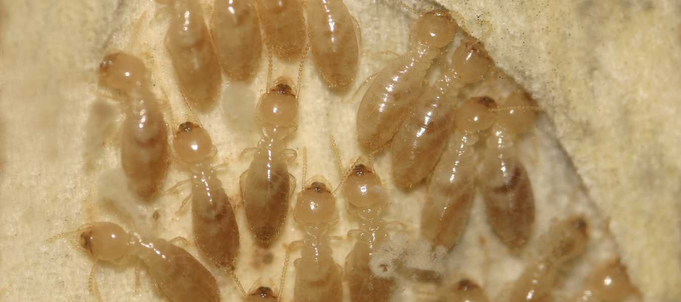 Termita americana ('Reticulitermes flavipes'). /Archivo