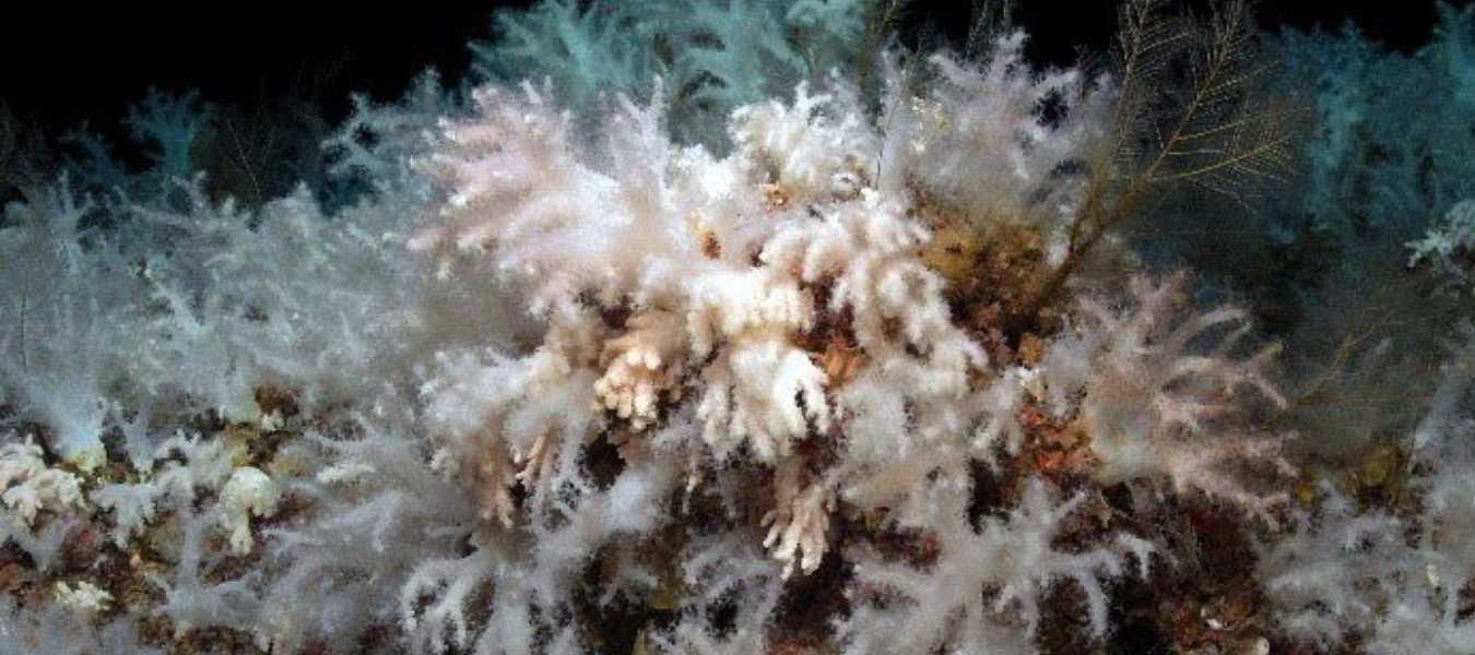AZORES CORAL CONJUNTO