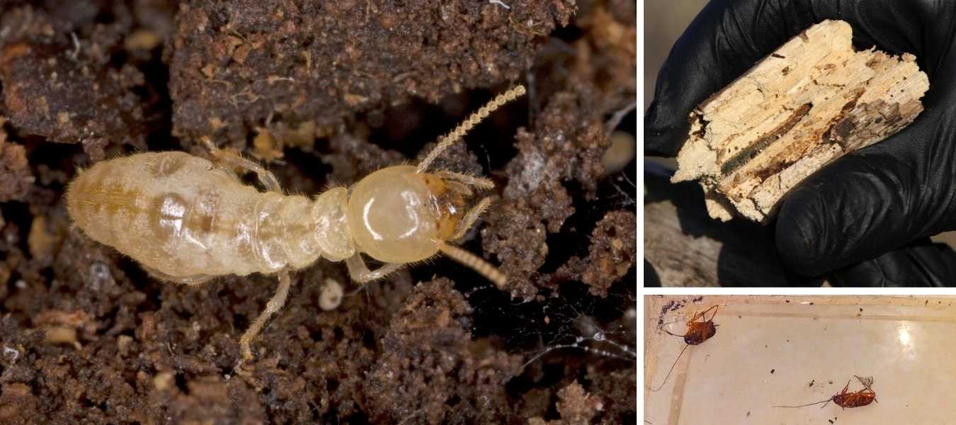 Featured Image 26281