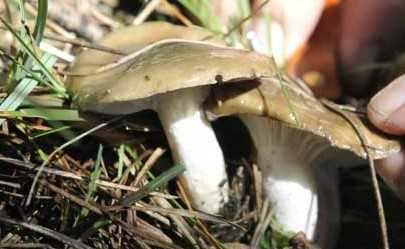 Featured Image 28811