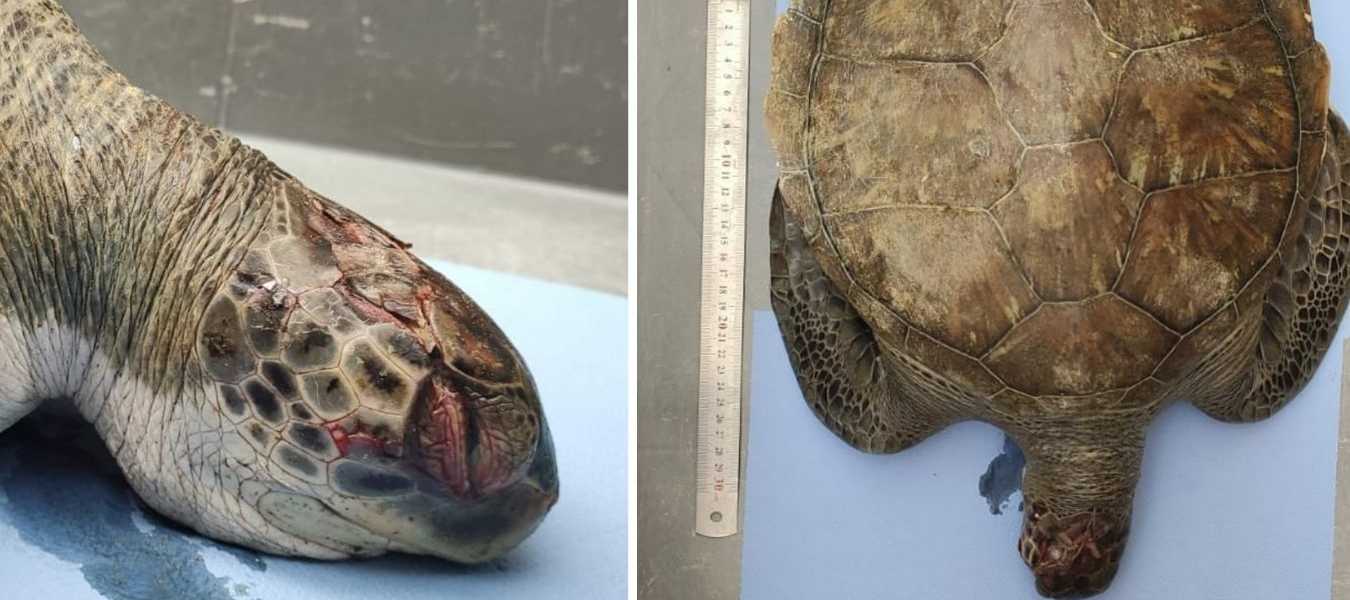 Featured Image 32151