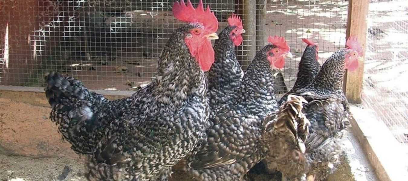 Featured Image 32551