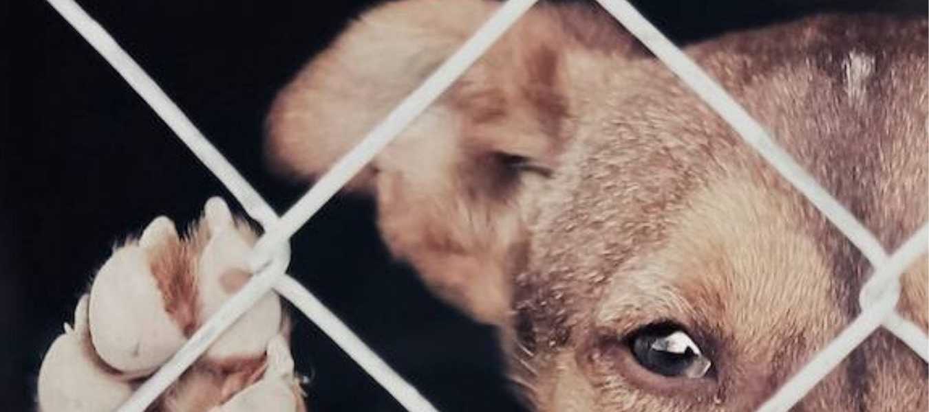 Featured Image 32641