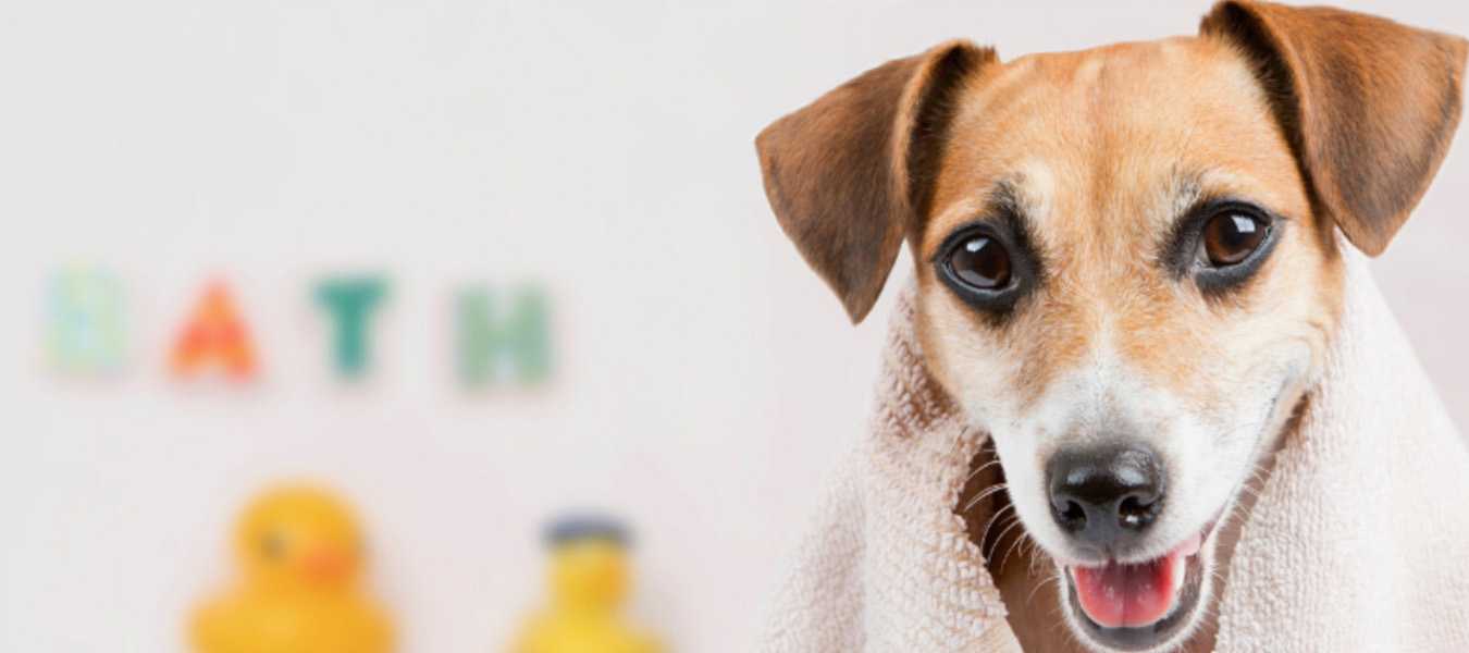 Featured Image 33161