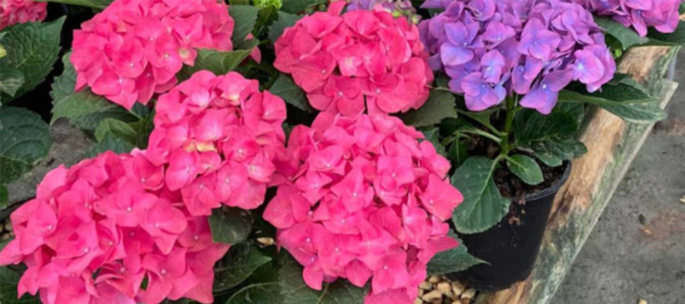 Featured Image 33167