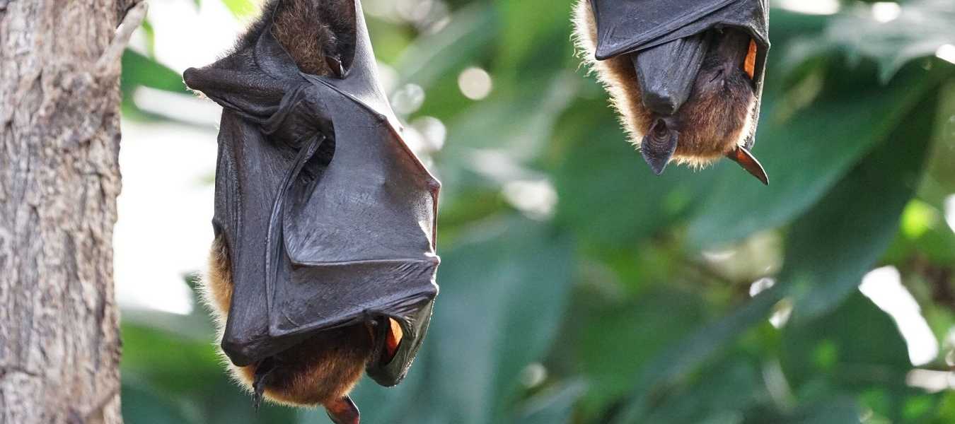 Featured Image 34417