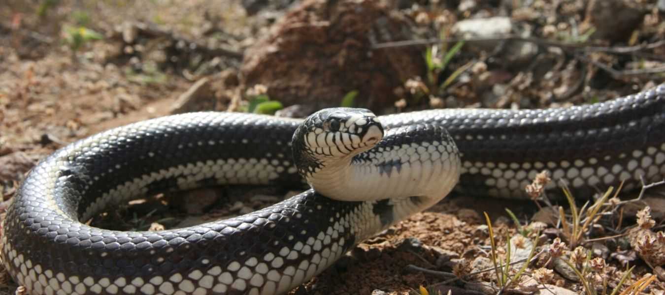 Featured Image 36151