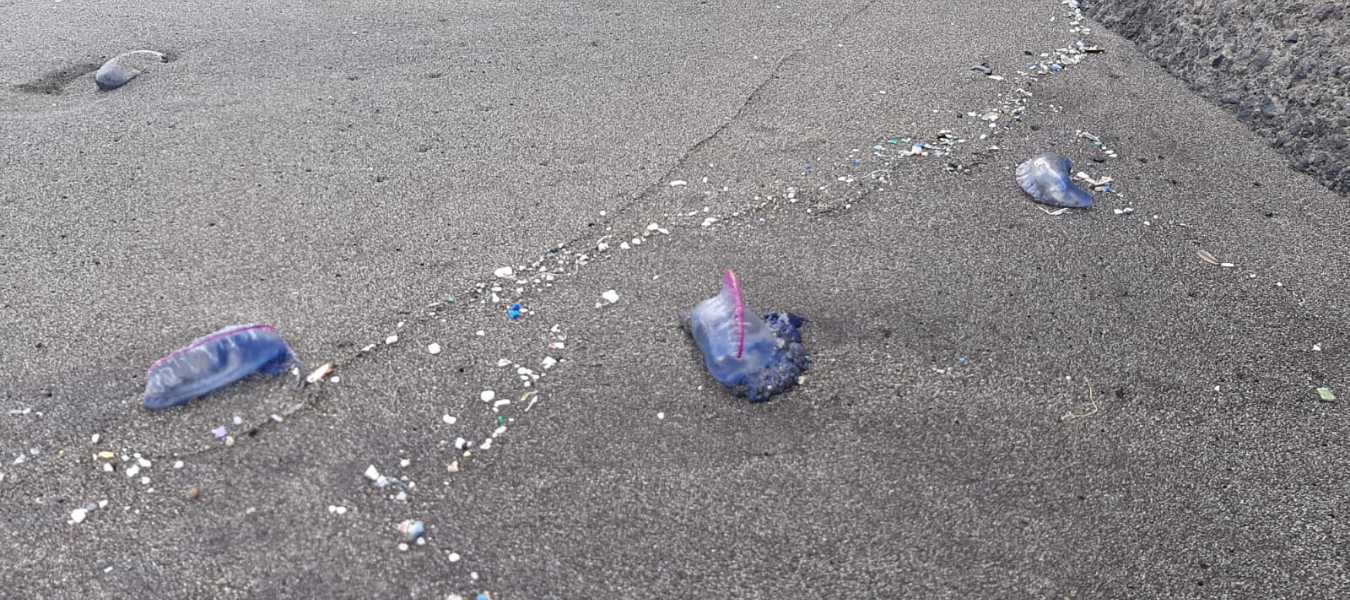 Featured Image 36585