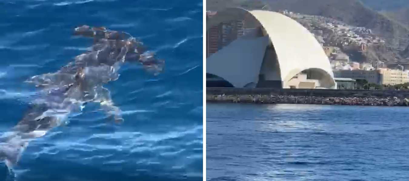 Featured Image 36739