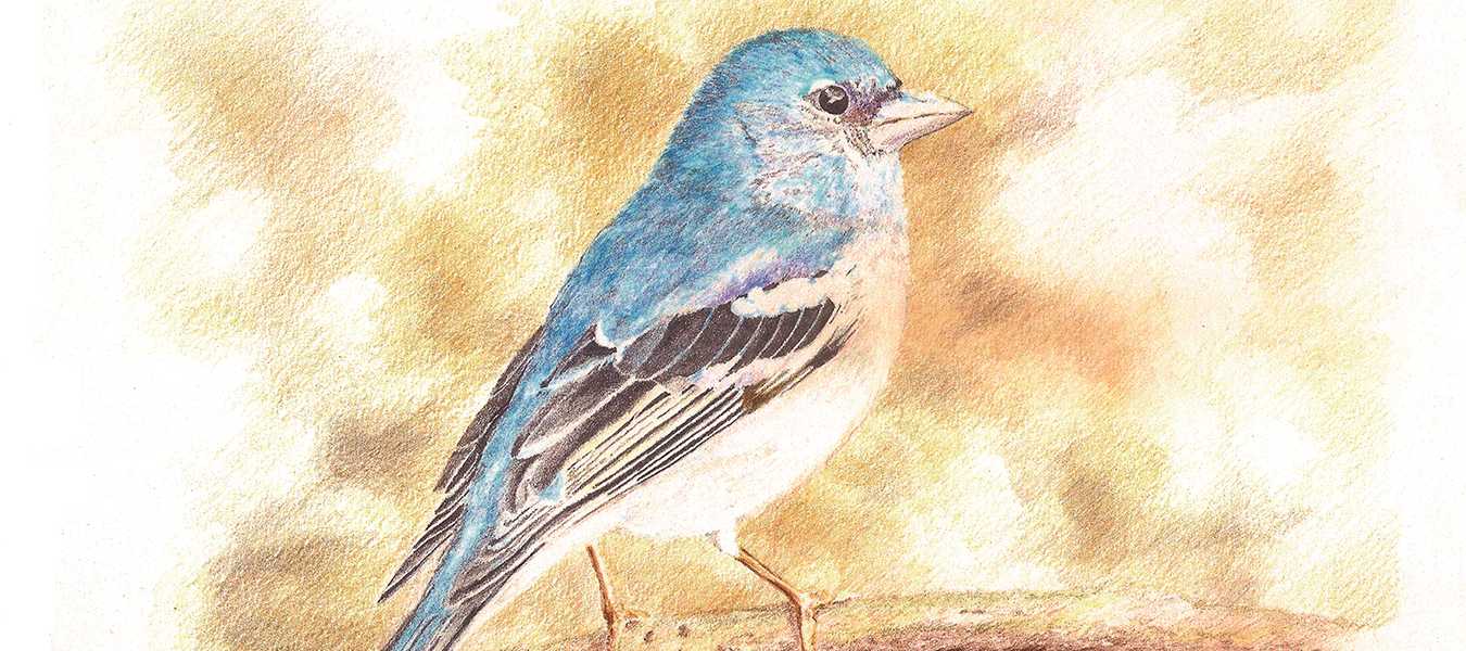 Featured Image 38653