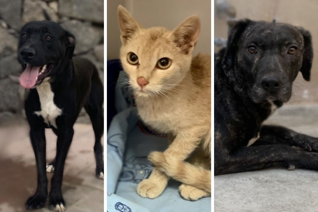 perros gatos adopcion albergue