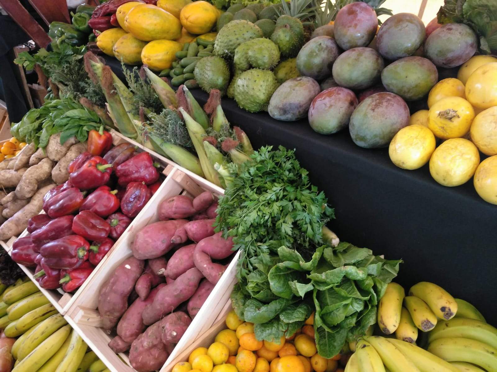 Imagen de productos agrarios en Canarias./ ASAGA