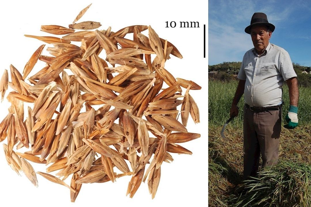 semillas historia canarias