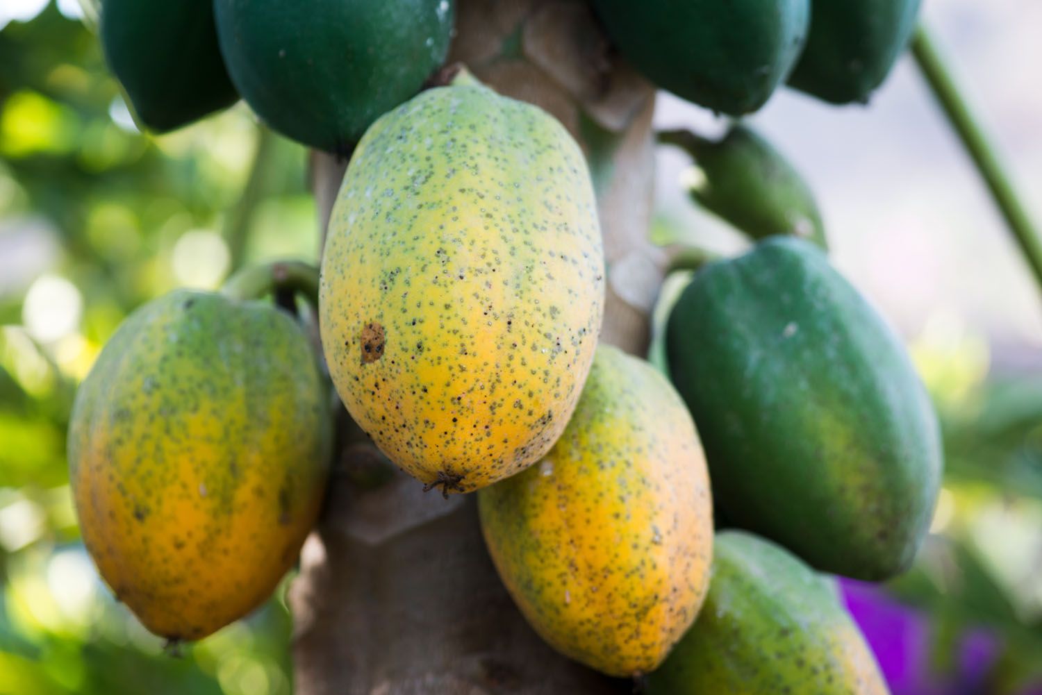 216 Finca Uga Huerto