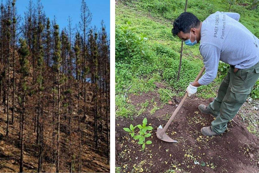 cumbre gran canaria incendio plantar reforestar