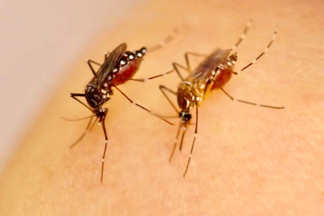 zika mosquito