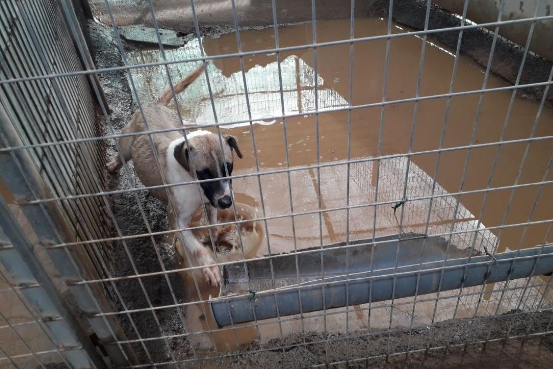 tierra blanca lluvias inundacion perros animales