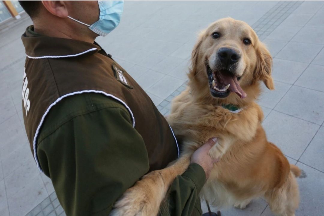 perro detector covid