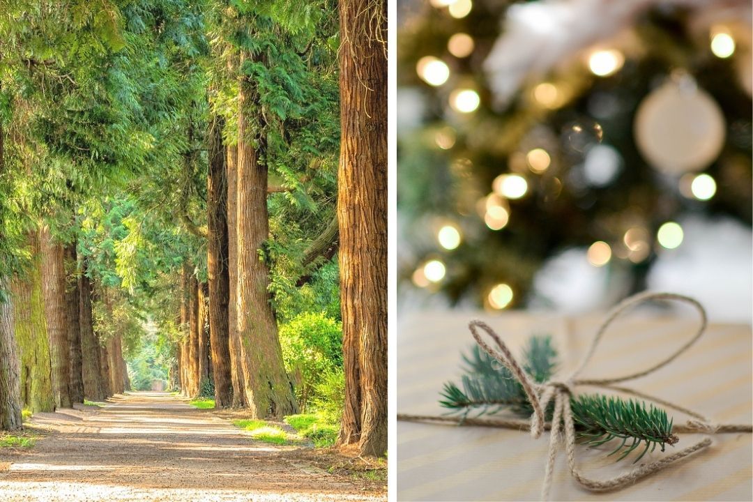 regalo ecosostenible