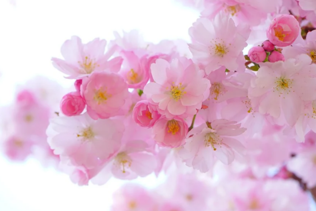 Flor del cerezo. La Gomera acogerá el congreso FloraMac con los mejores expertos en flora de la Macaronesia./ Archivo