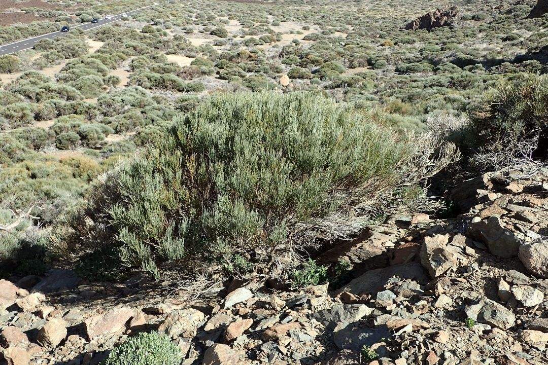 matorrales en zona de Boca Tauce