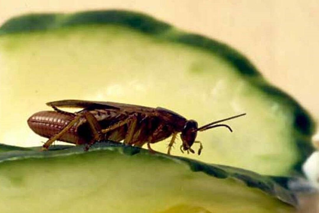 supermercado plaga cucaracha anticimex