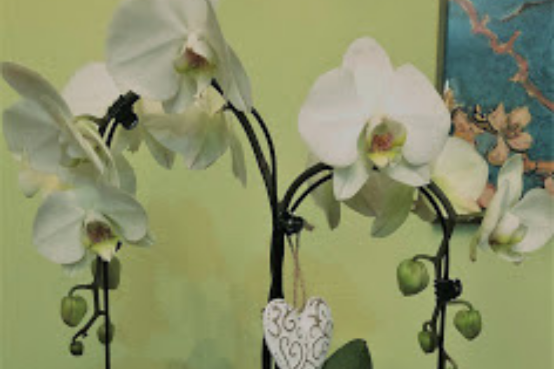 orquídea la chincheta