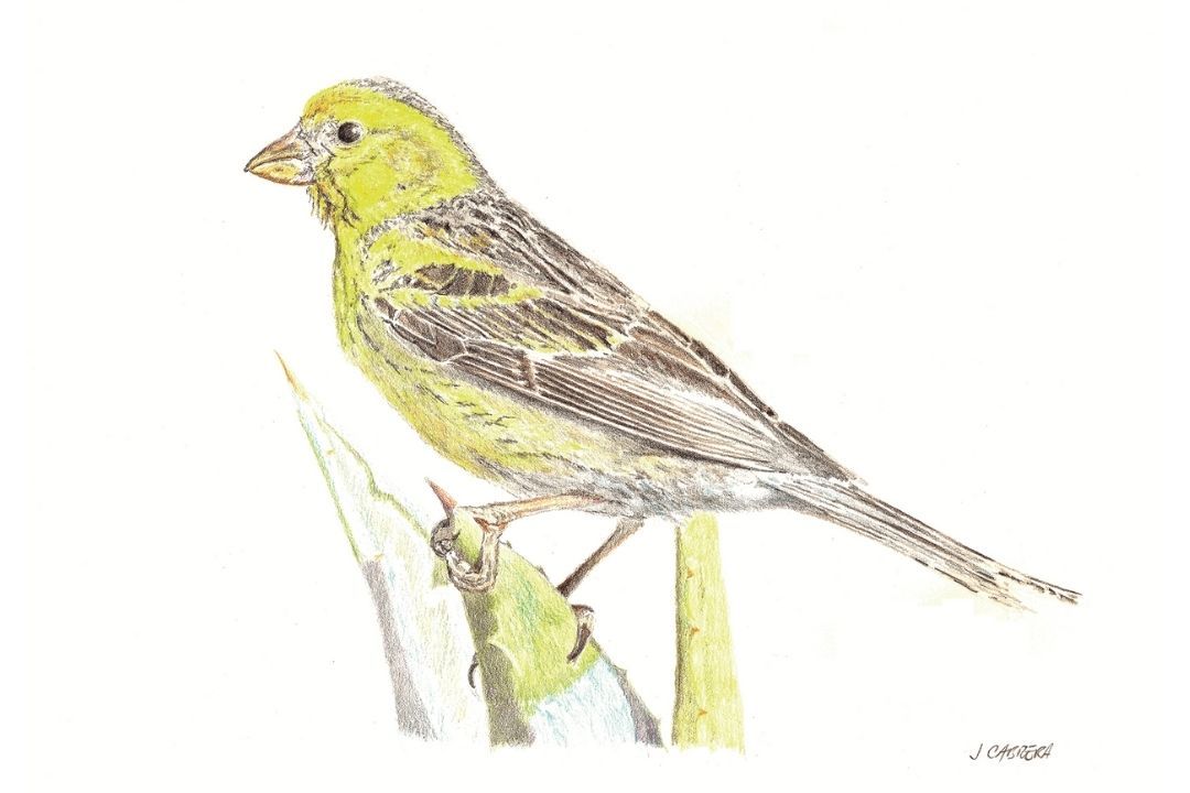 canario silvestre jose m cabrera