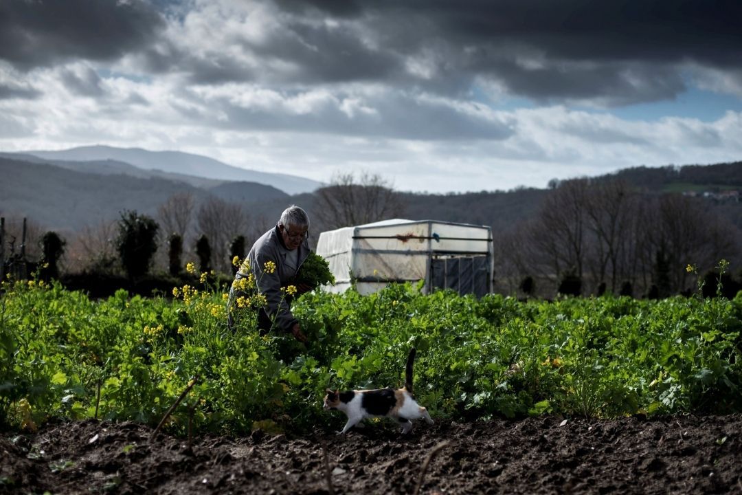 Producción agraria en una zona rural de Canarias, como las que entrarían en la oferta de comercialización de GMR/ EFE