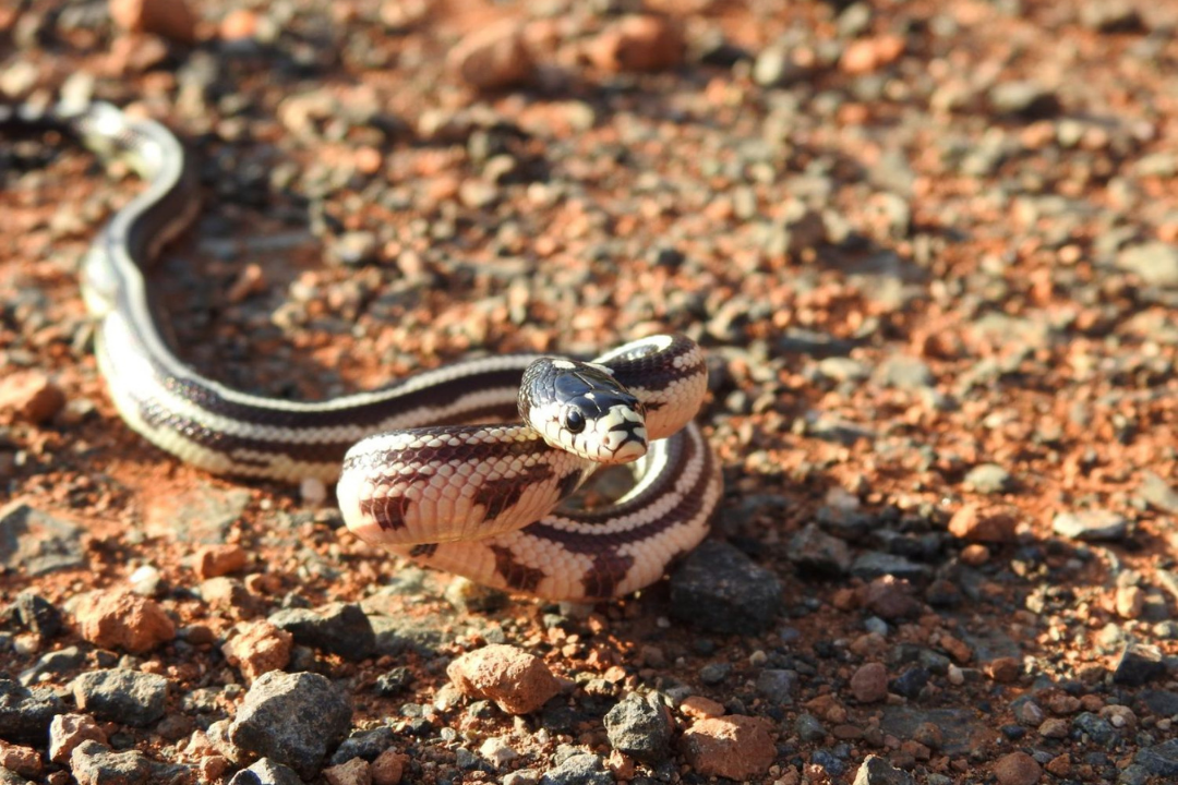 Imagen de un ejemplar de culebra real de California, especie invasora. / Archivo