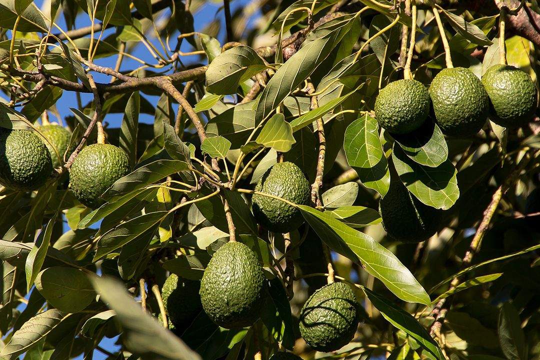 Aguacates, producción agrícola robada actualmente, en su árbol. / ARCHIVO 