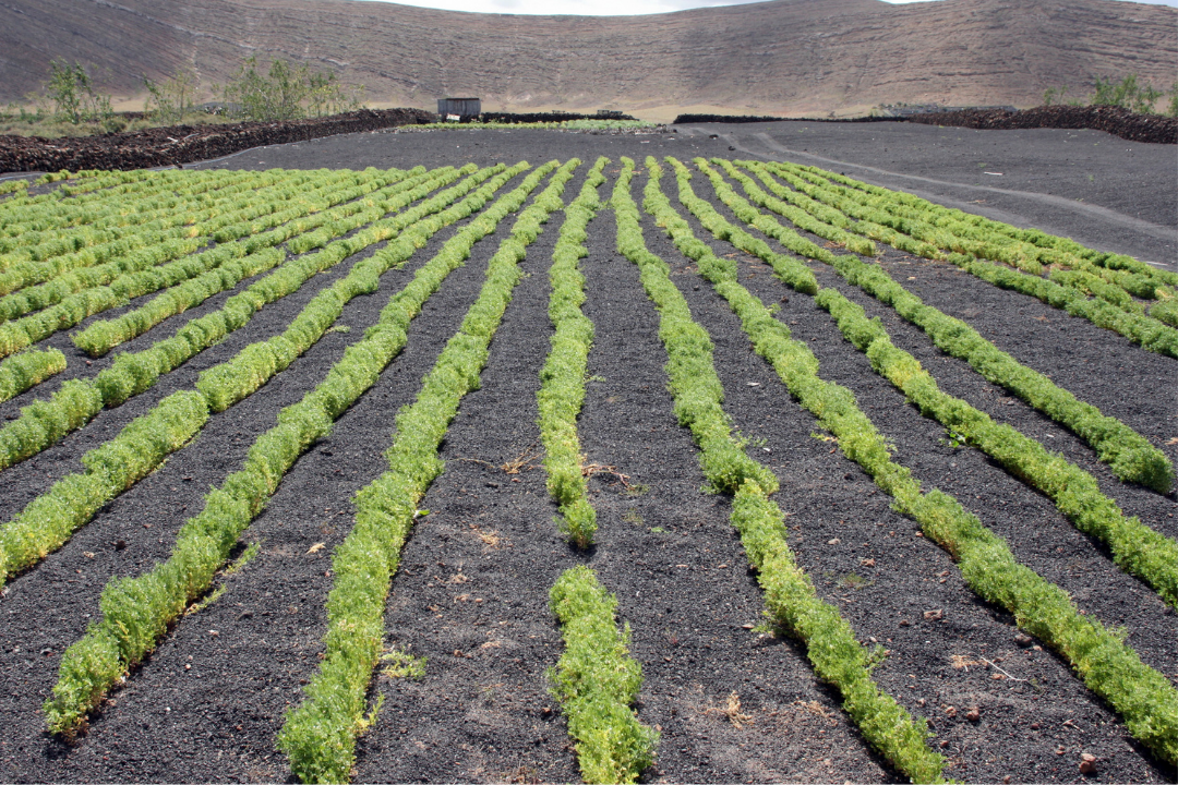 Tenerife asegura que los agricultores no pagarán más por el agua de riego pese al aumento del coste 