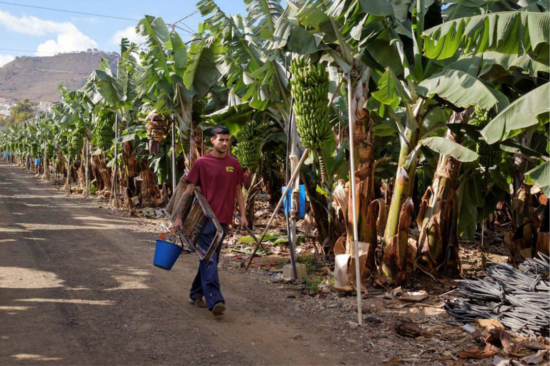 Sector del plátano en Canarias / EFE 