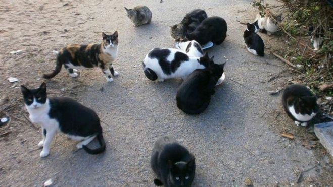 Una colonia de gatos./ Archivo