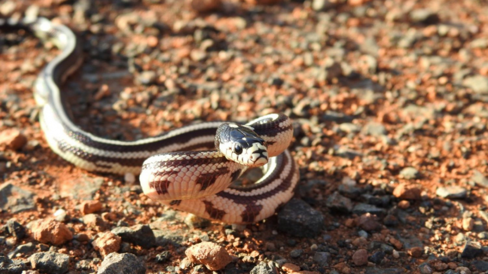 Imagen de un ejemplar de culebra real de California, especie invasora. / Archivo