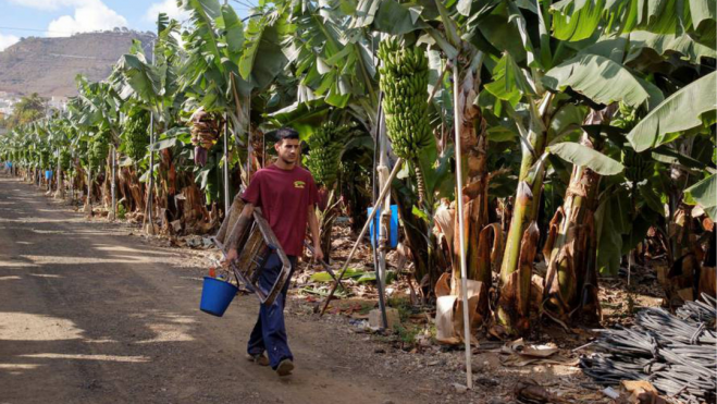 Una platanera en Canarias / EFE sector plátano 