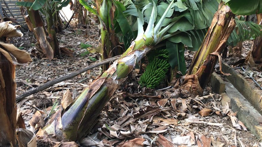 La costa de Aridane podría volver a tener agua para riego la próxima semana. / EFE