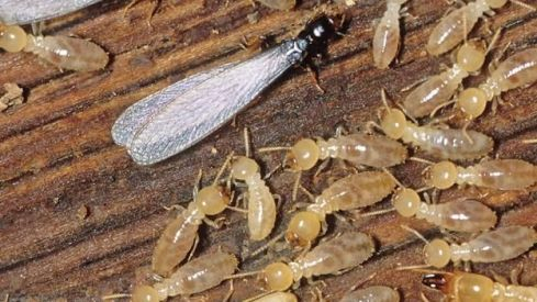 Las termitas actuando en la madera. / Pixabay 