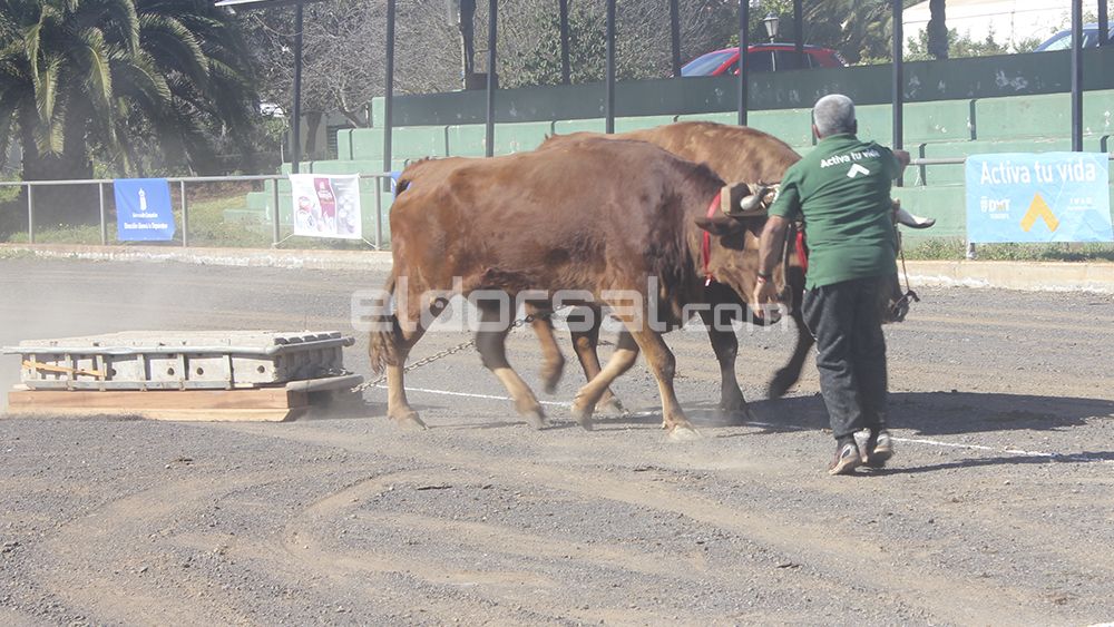 José Manuel Marrero Ayala, vacas de tercera, arrastre de ganado