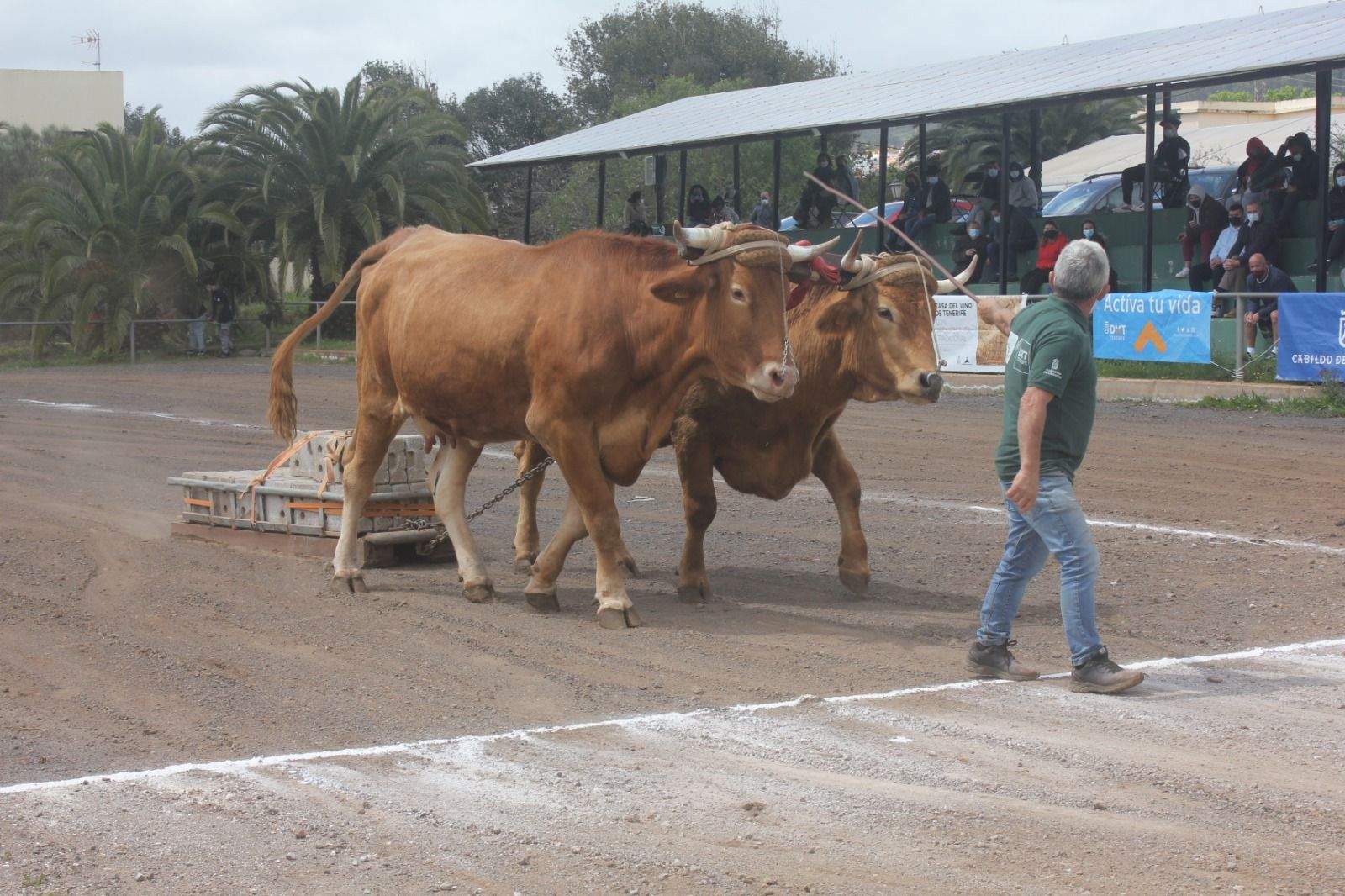 toros arrastre ganado