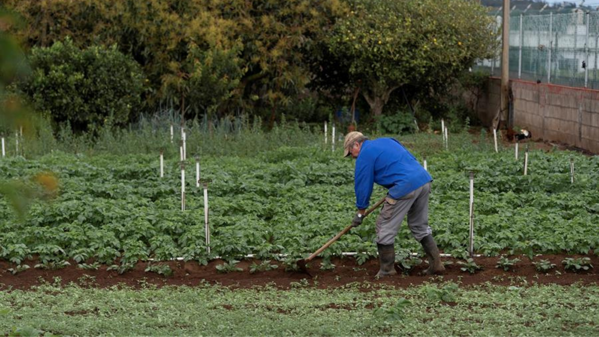 Trabajador en una explotación agropecuaria. / EFE 