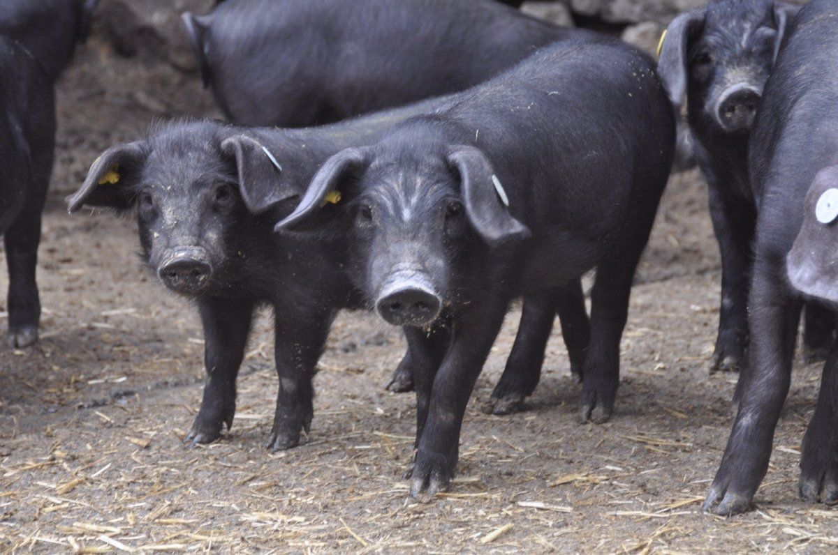 Ganado porcino en Canarias. / CABILDO DE TENERIFE 