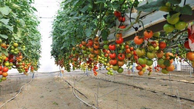 Plantación de tomate. / Europa Press Plantación de tomate. / Europa Press