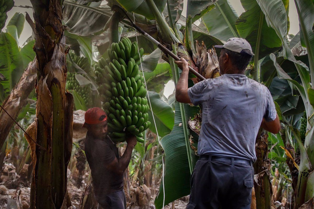 Dos agricultores llenos de ceniza recogen las piñas de plátanos en Tazacorte. / Kike Rincón - EP