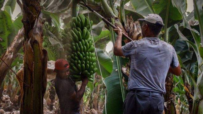 Dos agricultores llenos de ceniza recogen las piñas de plátanos en Tazacorte. / Kike Rincón - EP