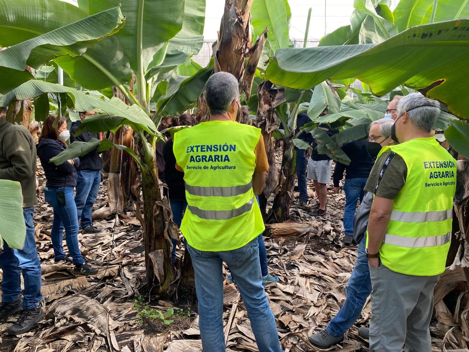 Técnicos analizando el impacto del volcán en las plataneras. / Cabildo de La Palma 