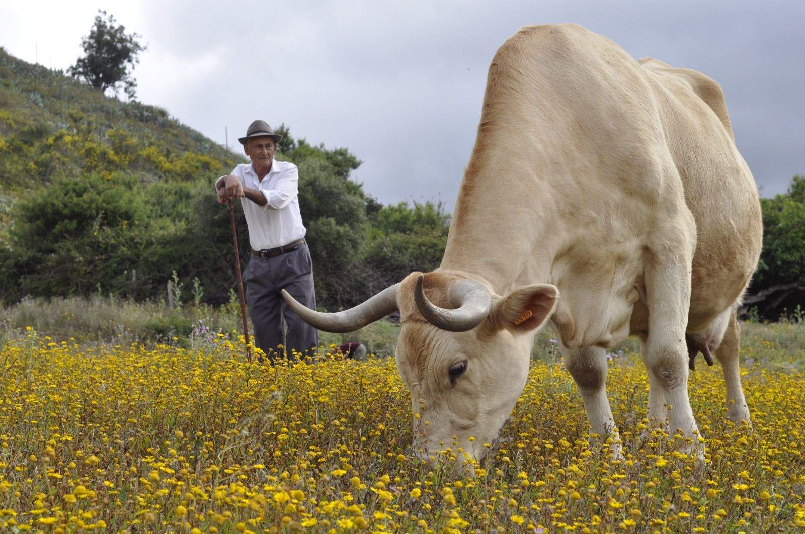 El campo canario, en pie de guerra: Asaga denuncia "traición" en el acuerdo UE-Mercosur. En la imagen, un ganadero realizando su labor en una finca de Tenerife. / AH