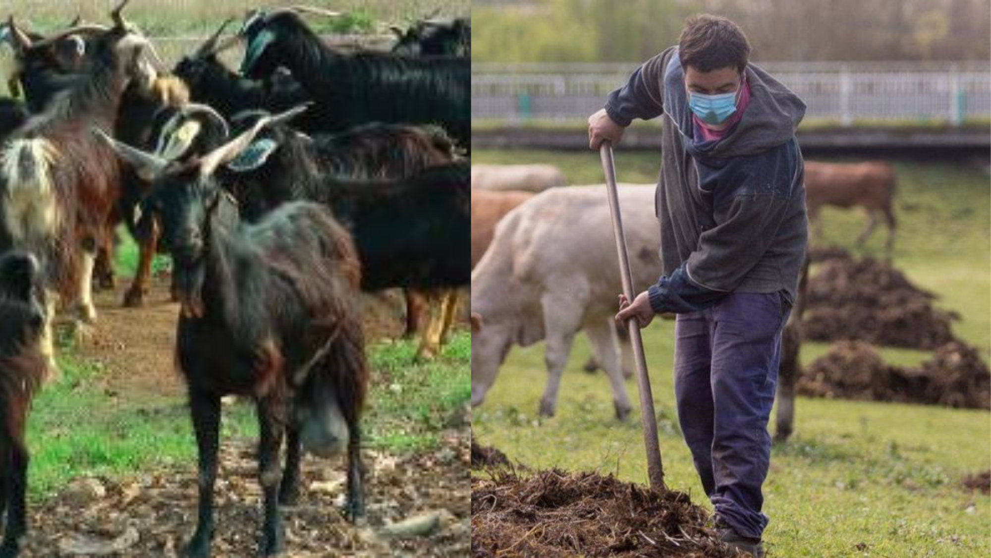 Imágenes del sector de la ganadería en Canarias. / AH